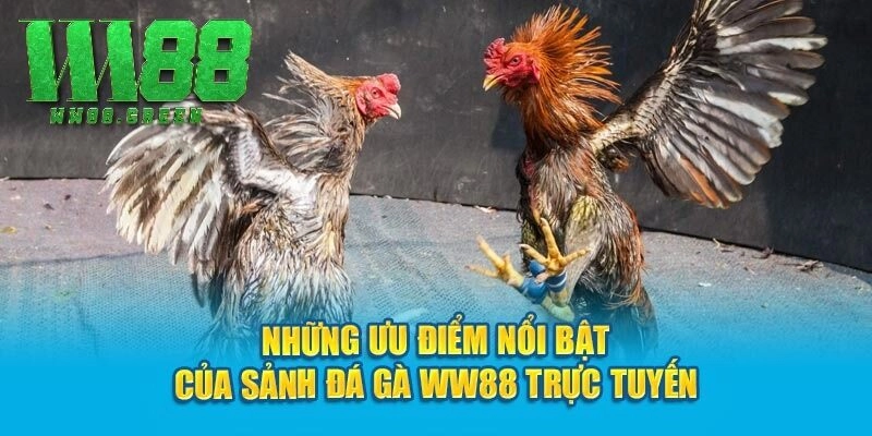 Những ưu điểm nổi bật của sảnh đá gà WW88 trực tuyến